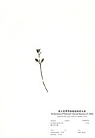 藏品(大葉桉)的圖片